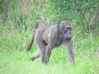 Royalty free image. Chacma Baboon