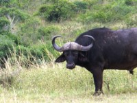 Royalty free picture to use on your website -
                buffalo