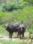 Royalty free. African buffalo bulls