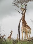 Royalty free photos to use on my website. Giraffe
                feeding off Acacia tree