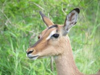 Royalty free. Antelope - Impala