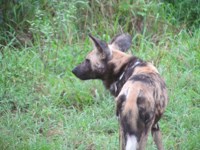 Royalty free picture - wild dog in Africa