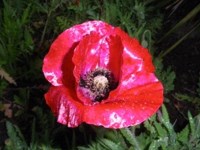 Royalty free photos to use. Red Poppy