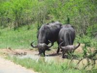 Royalty Free pictures to use. Buffalo brothers
