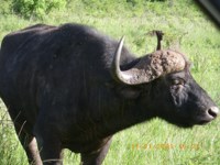 Stock photos free to use. Royalty free. Buffalo
                profile picture