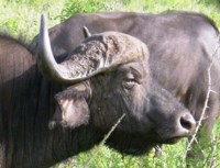 Stock photos free to use. Royalty free. Buffalo
                Boss