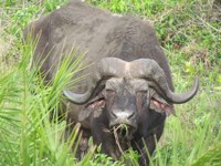 Free pictures to use on my website. Royalty free.
                Mean Buffalo Bull
