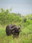 Free stock photo - Big old Buffalo bull