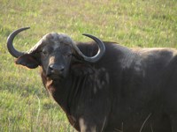 Stock photos free to use. Royalty free. Black
                Buffalo
