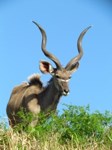 Free Photos to use on my website. Free stock
                photos. Big Kudu Bull
