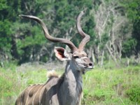 Free Photos to use on my website. Kudu Bull. Animal
                pictures. Free stock photos.