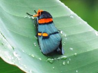 Royalty free Stock
              Photos of Insects. Insect pictures free. Colourful Moth