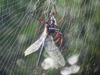 Royalty free Stock Photos of Insects. Insect
                pictures free. Golden Orb Spider eating Dragonfly