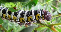 Royalty free Stock Photos of Insects. Insect
                pictures free. Giant Catepillar