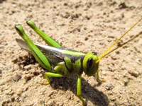 Royalty free Stock Photos of Insects. Insect
                pictures free. Grasshopper