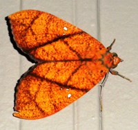 Royalty free Stock Photos of Insects. Insect
                pictures free. Orange Moth