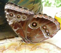 Royalty free Stock Photos of Insects. Insect
                pictures free. Butterflies attracted by oranges