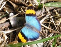 Royalty free Stock Photos of Insects. Insect
                pictures free. Gold banded Forester