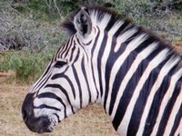 Free Stock photos to use . Free Zebra Pictures.
                Zebra profile. Print