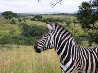 Free Stock photos to use . Free Zebra Pictures.
                Africa