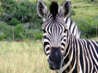 Free Stock photos to use . Free Zebra Pictures.
                Zebra Face