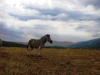Free Stock photos to use . Free Zebra Pictures.
                Stormy