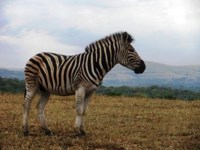 Free Stock photos to use . Free Zebra Pictures.
                Plains