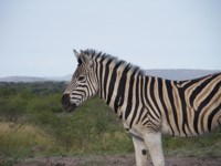 Free Stock photos to use . Free Zebra Pictures to
                download. Wild zebra crossing