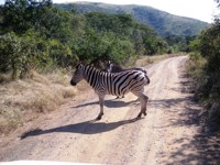 Royalty free. Zebra Crossing
