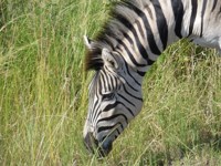 Free Stock photos to use . Free Zebra Pictures.
                Baby zebra eating