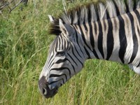Free Stock photos to use . Free Zebra Pictures.
                Zebra stripes and pattern