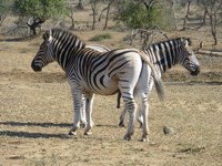 Free Stock photos of animals to use . Free Zebra
                Pictures.