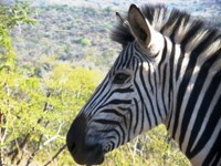 Zebra face
