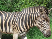 Free Stock photos to use . Free Zebra Pictures.
                Pink zebra