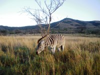 Free Stock photos to use . Free Zebra Pictures.
                Download images free