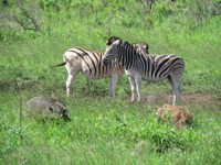 Free Stock photos to use . Free Zebra Pictures.
                Pink Zebra