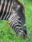 Zebra Eating. Free Stock photos to use . Free Zebra
                Pictures.