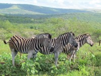 Free Stock photos to use . Free Zebra Pictures.