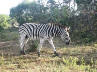 Free Stock photos to use . Free Zebra Pictures.
                Pink zebra pictures