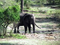 Royalty free pictures to use. Big Bull elephant
                digging mud