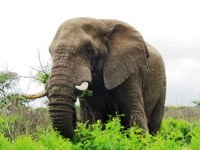Royalty free pictures to use. African Elephant