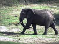 Royalty free pictures to use. Elephant walking free
                and wild