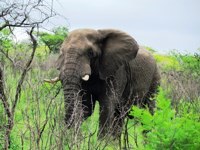 Blue elephant. Royalty free pictures to use.