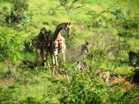 Stock photos free to use. Giraffe pictures. Fan
                facts about giraffe