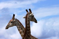 Stock photos free to use. Giraffe pictures. free
                images