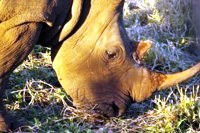 Free stock photos to use on my website. Rhino close
                up