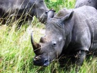 Free stock photos. Free pictures of Rhino. Blue
                rhinoceros