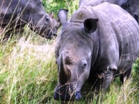 Free stock photos. Free pictures of Rhino. Rhino
                horn