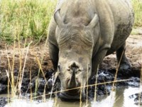 Free stock photos. Free pictures of Rhino. Full
                frontal