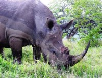 Free stock photos. Free pictures of Rhino. White
                rhino grazing